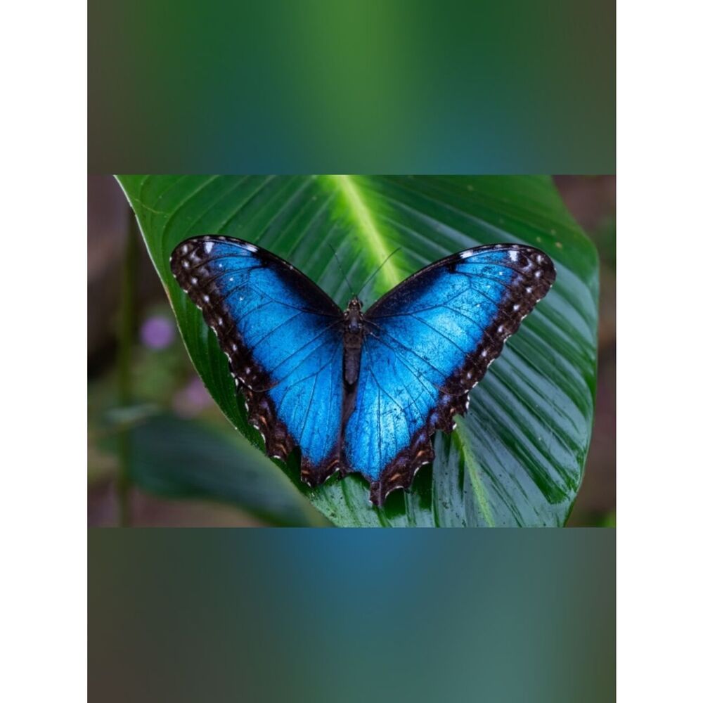 Large Custom Fridge Magnet Blue Butterfly Home Kitchen Decor